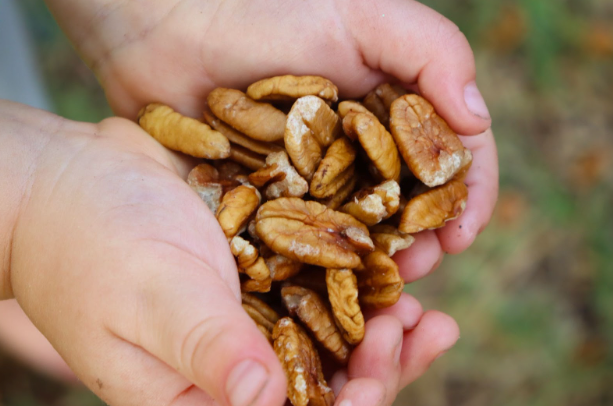 Organic Pecans