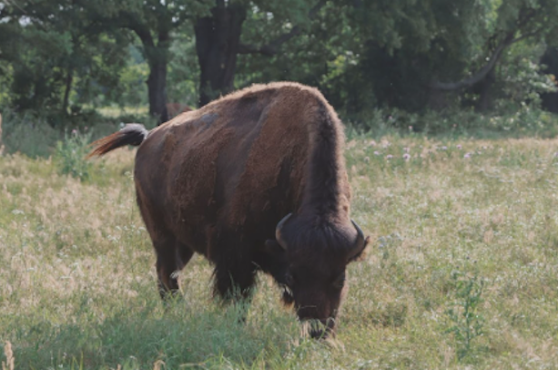 bison-image