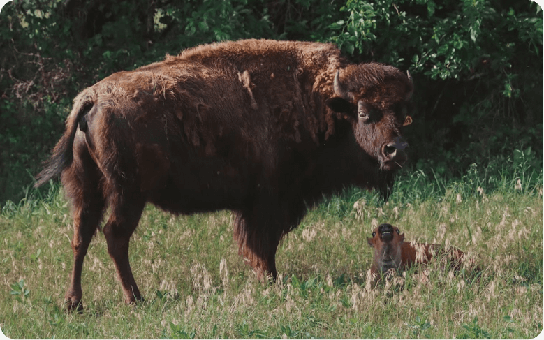 Premium Bison Meat